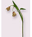 fritillaria | groen paars| 50 centimeter | Per stuk te bestellen