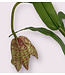 fritillaria | groen paars| 50 centimeter | Per stuk te bestellen