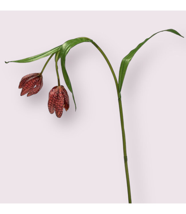 fritillaria | fuchsia| 50 centimeter | Per stuk te bestellen