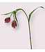 fritillaria | fuchsia| 50 centimeter | Per stuk te bestellen