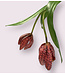 fritillaria | fuchsia| 50 centimeter | Per stuk te bestellen