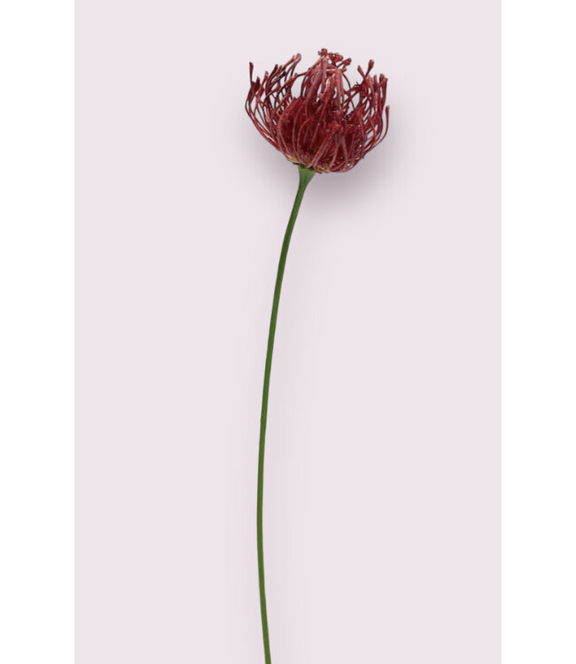 protea | fuchsia | 58 centimeter | Per stuk te bestellen