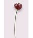 protea | fuchsia | 58 centimeter | Per stuk te bestellen