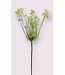 allium | wit | 95 centimeter | Per stuk te bestellen