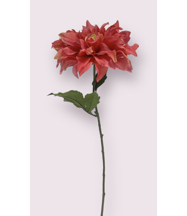 dahlia  | roze | 62 centimeter | Per stuk te bestellen