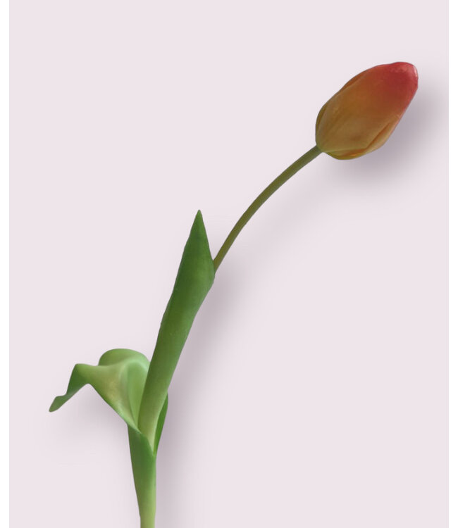 tulp  | oranje | 35 centimeter | Per stuk te bestellen