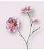 cosmea | roze | 65 centimeter | Per stuk te bestellen