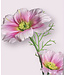 cosmea | roze | 65 centimeter | Per stuk te bestellen