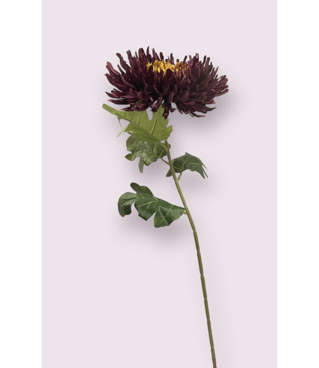 chrysant | bordeaux | 65 centimeter | Per stuk te bestellen