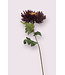 chrysant | bordeaux | 65 centimeter | Per stuk te bestellen