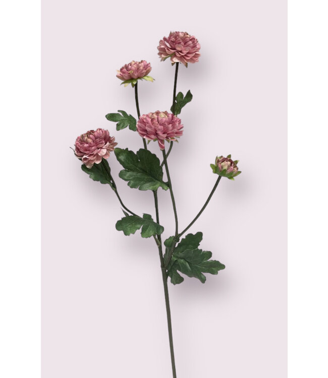 aster | roze | 68 centimeter | Per stuk te bestellen