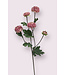 aster | roze | 68 centimeter | Per stuk te bestellen