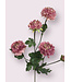 aster | roze | 68 centimeter | Per stuk te bestellen