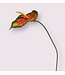 anthurium | oranje | 74 centimeter | Per stuk te bestellen