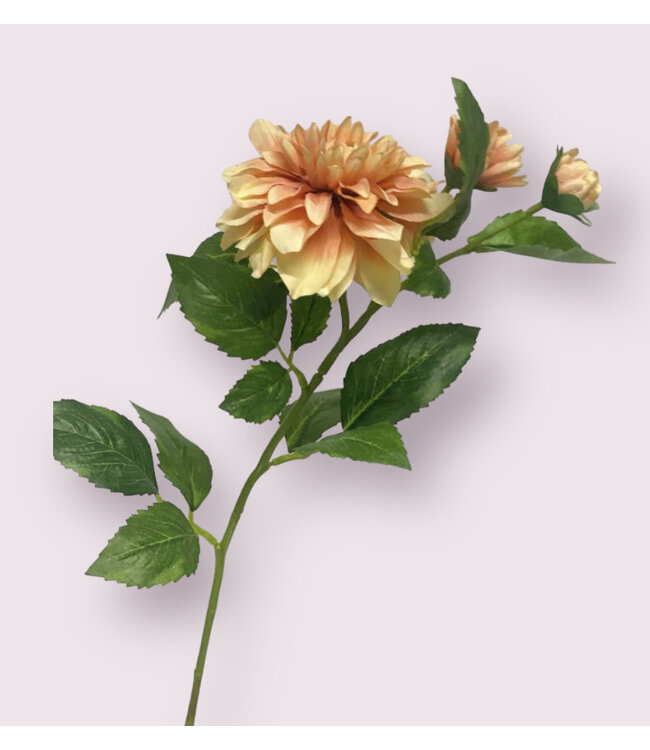 dahlia  | zalm | 62 centimeter | Per stuk te bestellen