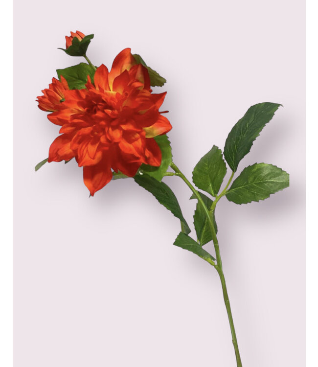 dahlia  | oranje | 62 centimeter | Per stuk te bestellen