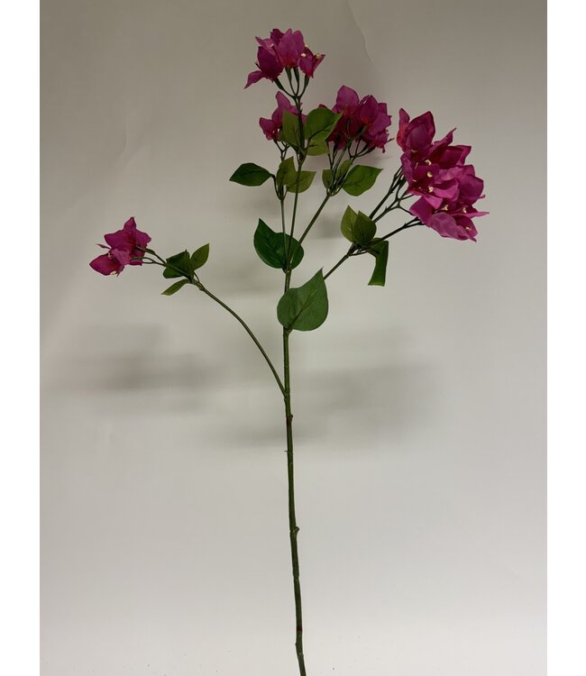 bougainvillea | roze | 91 centimeter | Per stuk te bestellen