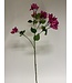 bougainvillea | roze | 91 centimeter | Per stuk te bestellen