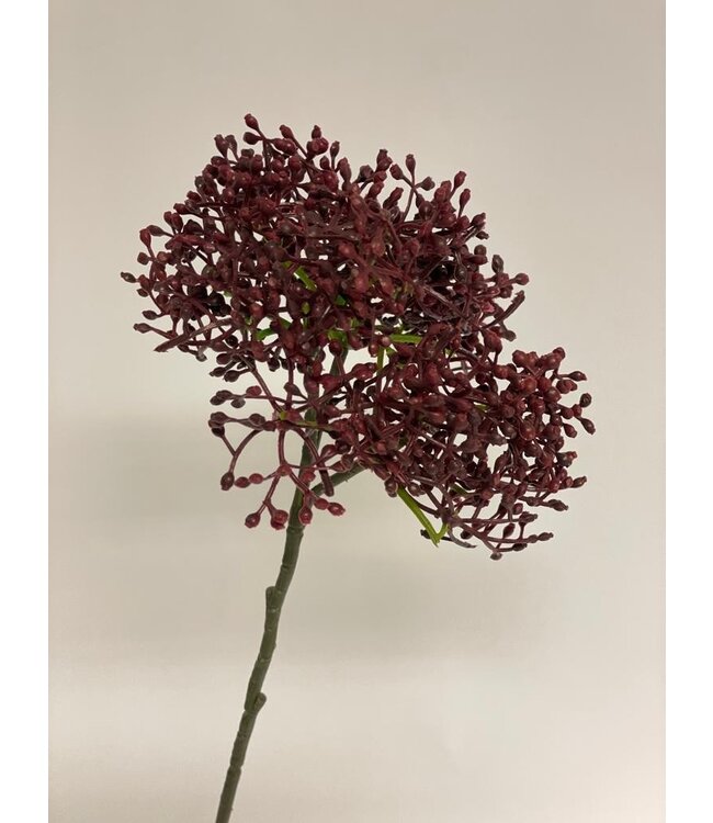 skimmia | bordeaux | 54 centimeter | Per stuk te bestellen