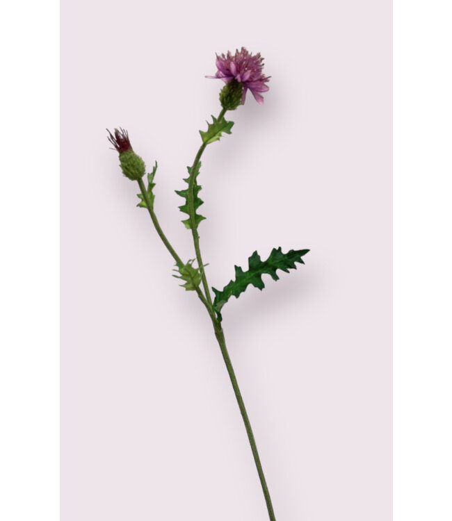 speer distel | roze | 60 centimeter | Per stuk te bestellen