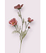 cosmea | roze | 95 centimeter | Per stuk te bestellen