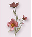 cosmea | roze | 95 centimeter | Per stuk te bestellen