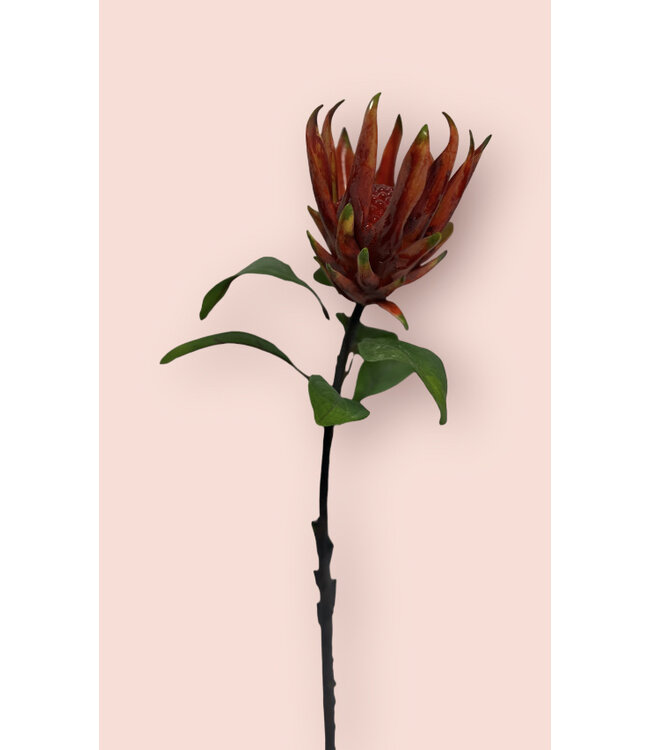 protea | rood | 67 centimeter | Per stuk te bestellen