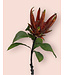 protea | rood | 67 centimeter | Per stuk te bestellen