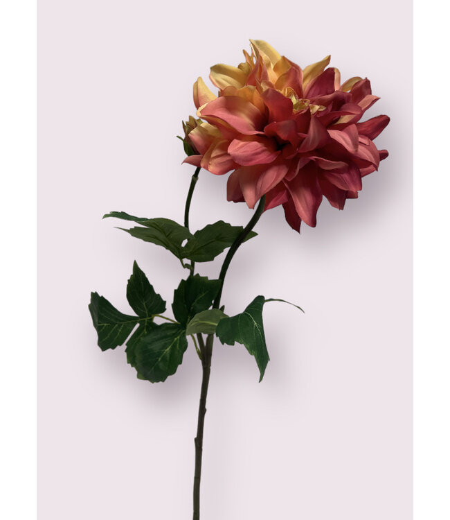 dahlia | fuchsia | 62 centimeter | Per stuk te bestellen