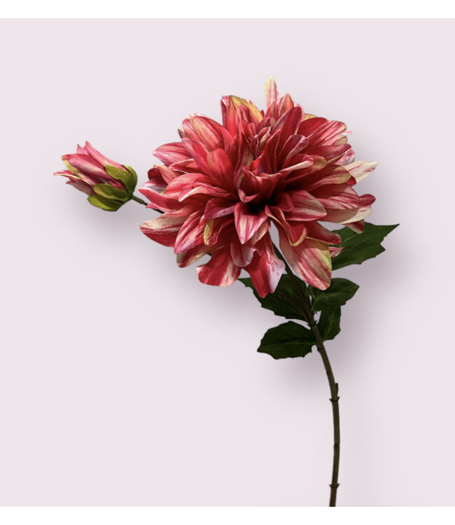 dahlia | fuchsia | 70 centimeter | Per stuk te bestellen