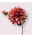 dahlia  | fuchsia | 70 centimeter | Per stuk te bestellen