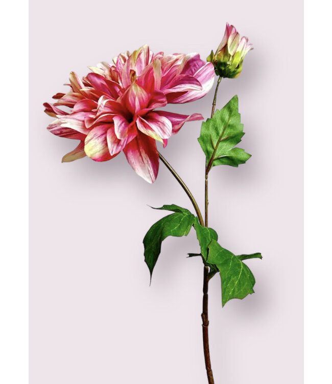 dahlia  | roze | 70 centimeter | Per stuk te bestellen