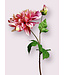 dahlia  | roze | 70 centimeter | Per stuk te bestellen