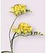 freesia | geel | 66 centimeter | Per stuk te bestellen