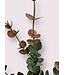 eucalyptus | groen roze | 60 centimeter | Per stuk te bestellen