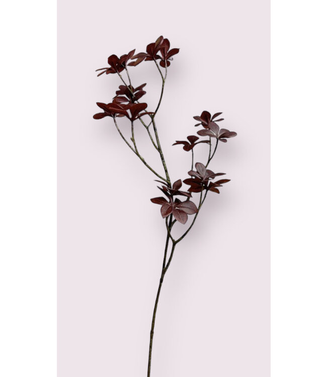 oxalis | bordeaux | 70 centimeter | Per stuk te bestellen