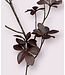 oxalis | bordeaux | 70 centimeter | Per stuk te bestellen