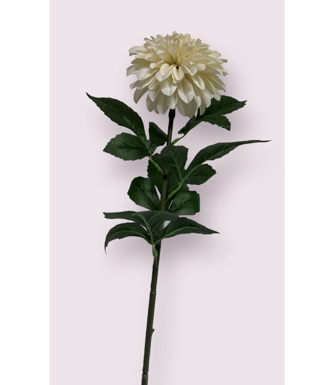 dahlia | wit | 70 centimeter | Per stuk te bestellen