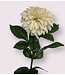 dahlia  | wit | 70 centimeter | Per stuk te bestellen