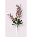 astilbe | roze | 90 centimeter | Per stuk te bestellen