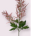 astilbe | roze | 90 centimeter | Per stuk te bestellen