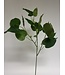 ficus | groen | 78 centimeter | Per stuk te bestellen