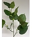 ficus | groen | 78 centimeter | Per stuk te bestellen