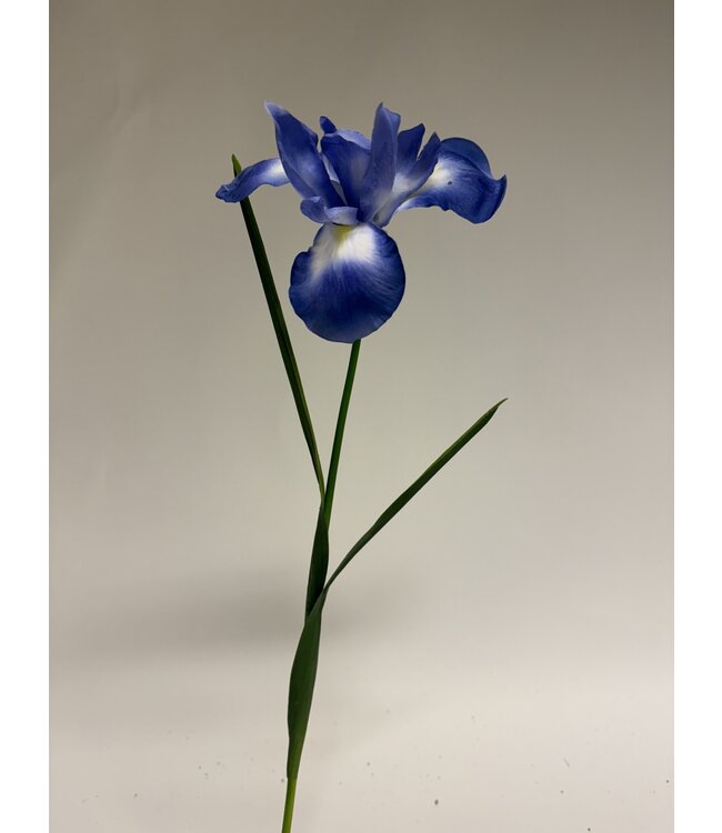 iris | blauw | 55 centimeter | Per stuk te bestellen