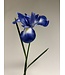 iris | blauw | 55 centimeter | Per stuk te bestellen