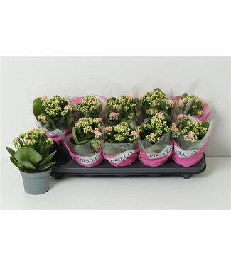 ME Kalanchoe Ge African June | Pot size 10.5 | Per 10 pieces