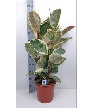 ME Ficus El Tineke | Topfgröße 27 | Pro Stück