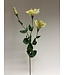 lisianthus | groen | 76 centimeter | Per stuk te bestellen