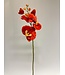 orchidee | orange | 75 centimeter | Per stuk te bestellen