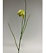 fritillaria | groen | 45 centimeter | Per stuk te bestellen